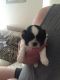 Shih Tzu Puppies for sale in Carlsbad, CA, USA. price: NA