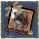 Shih Tzu Puppies for sale in San Jacinto, CA, USA. price: NA