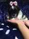 Shih Tzu Puppies for sale in East Islip, NY, USA. price: NA