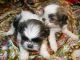 Shih Tzu Puppies for sale in Dennysville, ME, USA. price: NA
