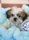 Shih Tzu Puppies for sale in Buffalo, NY, USA. price: $500
