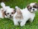 Shih Tzu Puppies for sale in Montgomery, AL, USA. price: NA