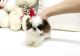 Shih Tzu Puppies for sale in Hayward, CA, USA. price: NA