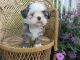 Shih Tzu Puppies for sale in Denver, PA, USA. price: NA