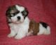 Shih Tzu Puppies for sale in Huntsville, AL, USA. price: $490