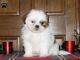 Shih Tzu Puppies for sale in Ashland, VA 23005, USA. price: NA