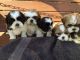 Shih Tzu Puppies for sale in Alexandria, KY 41001, USA. price: NA
