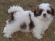 Shih Tzu Puppies for sale in Concord, CA, USA. price: $150