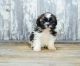 Shih Tzu Puppies for sale in Huntington Beach, CA, USA. price: NA