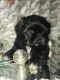 Shih Tzu Puppies for sale in East Islip, NY, USA. price: NA