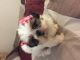 Shih Tzu Puppies for sale in Downey, CA, USA. price: $1,000