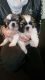 Shih Tzu Puppies for sale in Corpus Christi, TX, USA. price: NA