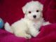 Shih Tzu Puppies for sale in St Pete Beach, FL, USA. price: NA