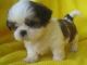 Shih Tzu Puppies for sale in Greensboro, NC, USA. price: NA