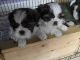 Shih Tzu Puppies for sale in Modesto, CA, USA. price: NA