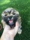 Shih Tzu Puppies for sale in Bairoil, WY 82322, USA. price: $850
