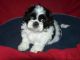 Shih Tzu Puppies for sale in Baywood-Los Osos, CA 93402, USA. price: NA