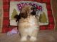 Shih Tzu Puppies for sale in New York, NY, USA. price: NA