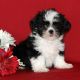 Shih Tzu Puppies for sale in Washington, VA 22747, USA. price: NA
