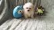 Shih Tzu Puppies for sale in Antioch, CA, USA. price: $400