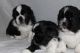 Shih Tzu Puppies for sale in Spokane, WA, USA. price: $6