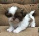 Shih Tzu Puppies for sale in Bakersfield, CA, USA. price: NA