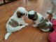 Shih Tzu Puppies for sale in Palm Beach Gardens, FL, USA. price: NA