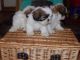 Shih Tzu Puppies for sale in San Marcos, TX, USA. price: NA