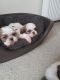 Shih Tzu Puppies for sale in Mission St, San Francisco, CA, USA. price: NA