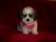 Shih Tzu Puppies for sale in Lawrenceville, GA 30045, USA. price: $550