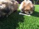 Shih Tzu Puppies for sale in Anaheim, CA, USA. price: $850
