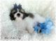 Shih Tzu Puppies for sale in Ocala, FL, USA. price: $600