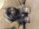 Shih Tzu Puppies for sale in New Carlisle, OH 45344, USA. price: NA
