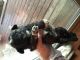 Shih Tzu Puppies for sale in Egg Harbor Township, NJ, USA. price: NA