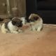 Shih Tzu Puppies for sale in Connecticut Ave, Norwalk, CT, USA. price: NA