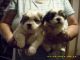 Shih Tzu Puppies for sale in Milledgeville, GA 31061, USA. price: NA