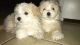 Shih Tzu Puppies for sale in Agua Dulce, CA 91390, USA. price: NA