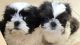 Shih Tzu Puppies for sale in Richmond, TX 77469, USA. price: NA