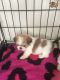 Shih Tzu Puppies for sale in State Hwy 161, Texas, USA. price: NA