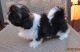 Shih Tzu Puppies for sale in Conroe, TX, USA. price: NA
