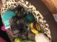 Shih Tzu Puppies for sale in Staten Island, NY 10303, USA. price: NA