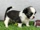 Shih Tzu Puppies for sale in Agua Dulce, CA 91390, USA. price: NA