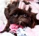 Shih Tzu Puppies for sale in 4001 N Federal Hwy, Fort Lauderdale, FL 33334, USA. price: NA