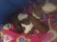 Shih Tzu Puppies for sale in Suwanee, GA 30024, USA. price: $800