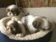 Shih Tzu Puppies for sale in Lyons, NE 68038, USA. price: NA