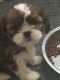 Shih Tzu Puppies for sale in United States of America, Douala, Cameroon. price: NA