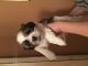 Shih Tzu Puppies for sale in NJ-38, Cherry Hill, NJ 08002, USA. price: $500