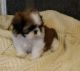 Shih Tzu Puppies for sale in Jackson, MI, USA. price: NA