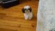 Shih Tzu Puppies for sale in Taylor, MI 48180, USA. price: NA
