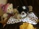 Shih Tzu Puppies for sale in Lyons, NY 14489, USA. price: NA